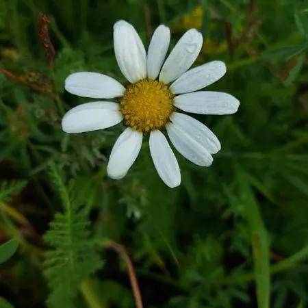 Intsu Suvemaja Liiva (Saaremaa)